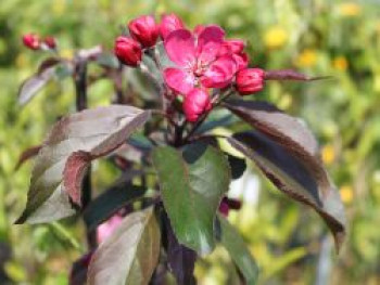 Zierapfel &#8218;Dark Rosaleen&#8216;, 60-100 cm, Malus &#8218;Dark Rosaleen&#8216;, Containerware