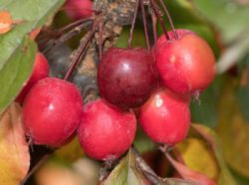 Zierapfel &#8218;Eleyi&#8216;, 60-100 cm, Malus &#8218;Eleyi&#8216;, Containerware