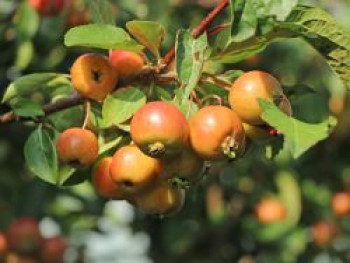 Zierapfel 'Evereste', 60-100 cm, Malus 'Evereste', Containerware