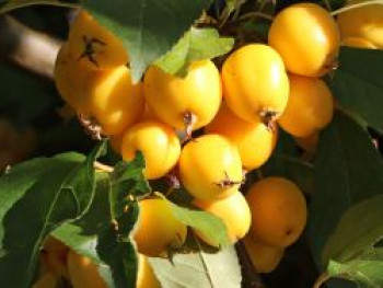 Zierapfel 'Golden Hornet', 100-150 cm, Malus 'Golden Hornet', Containerware