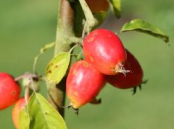 Zierapfel &#8218;John Downie&#8216;, 60-100 cm, Malus &#8218;John Downie&#8216;, Containerware