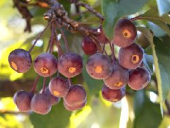 Zierapfel &#8218;Liset&#8216;, 80-100 cm, Malus &#8218;Liset&#8216;, Containerware