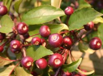 Zierapfel 'Nicoline', 100-150 cm, Malus 'Nicoline', Containerware