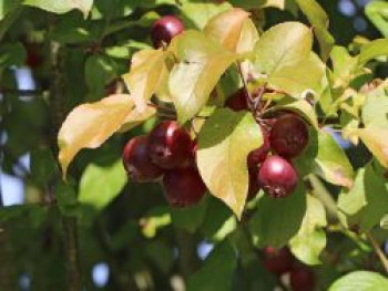 Zierapfel &#8218;Pom Pom&#8216;, Stamm 80 cm, 100-125 cm, Malus &#8218;Pom Pom&#8216;, Stämmchen