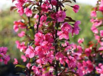 Zierapfel 'Prairie Fire', 10-20 cm, Malus 'Prairie Fire', Topfware