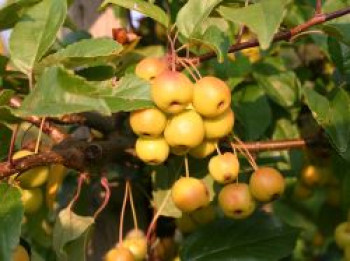 Zierapfel &#8218;Professor Sprenger&#8216;, 60-100 cm, Malus zumi &#8218;Professor Sprenger&#8216;, Containerware