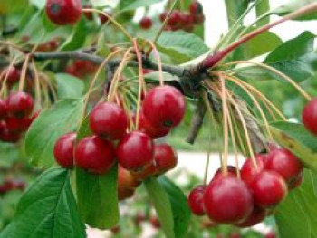 Zierapfel &#8218;Red Juvel&#8216;, 60-100 cm, Malus &#8218;Red Juvel&#8216;, Containerware