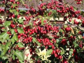 Zierapfel 'Red Obelisk', 40-60 cm, Malus 'Red Obelisk', Containerware