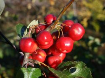 Zierapfel 'Red Sentinel', 100-150 cm, Malus 'Red Sentinel', Containerware