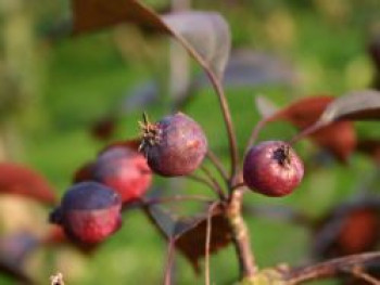 Zierapfel &#8218;Royalty&#8216;, 60-100 cm, Malus &#8218;Royalty&#8216;, Containerware