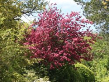 Zierapfel 'Rudolph', 100-125 cm, Malus 'Rudolph', Containerware