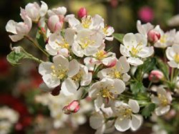 Zierapfel &#8218;Sämling&#8216;, 40-60 cm, Malus toringo var. sargentii &#8218;Sämling&#8216;, Containerware