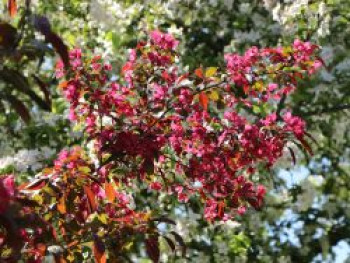 Zierapfel &#8218;Scarlett&#8216;, 100-150 cm, Malus &#8218;Scarlett&#8216;, Containerware