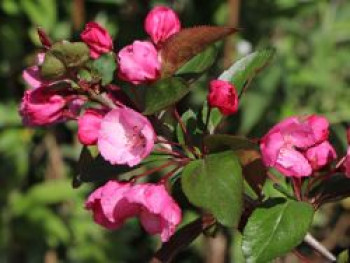 Zierapfel &#8218;Strawberry Parfait&#8216;, 60-100 cm, Malus &#8218;Strawberry Parfait&#8216;, Containerware