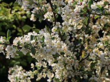 Zierapfel 'Tina', 40-60 cm, Malus 'Tina', Containerware