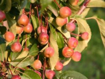 Zierapfel 'Van Eseltine', 100-150 cm, Malus 'Van Eseltine', Containerware