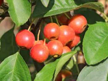 Zierapfel &#8218;White Angel&#8216;, Stamm 80 cm, Malus &#8218;White Angel&#8216;, Stämmchen