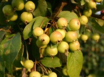 Zierapfel 'Wintergold', 10-20 cm, Malus 'Wintergold', Topfware