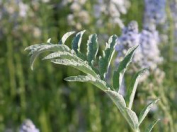 Zierartischocke, Cynara cardunculus subsp. flavescens, Topfware