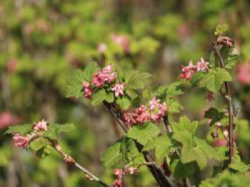 Zierjohannisbeere, 40-60 cm, Ribes sanguineum 'Pulborough Scarlet', Containerware