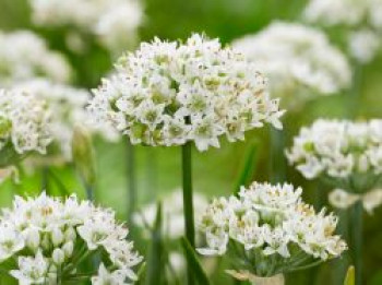 Zierlauch 'Cliffs of Dover', Allium tuberosum 'Cliffs of Dover', Topfware