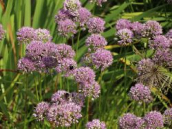 Zierlauch &#8218;Millenium&#8216;, Allium x &#8218;Millenium&#8216;, Topfware