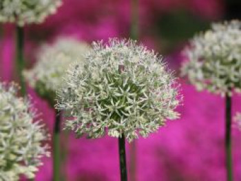 Zierlauch &#8218;Mount Everest&#8216;, Allium stipitatum &#8218;Mount Everest&#8216;, Containerware