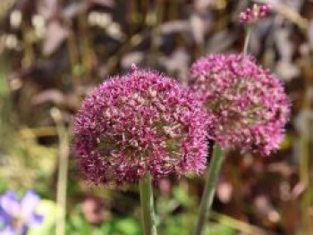 Zierlauch 'Ostara', Allium x cultorum 'Ostara', Containerware