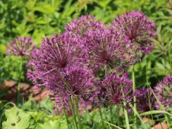 Zierlauch 'Purple Rain', Allium 'Purple Rain', Topfware