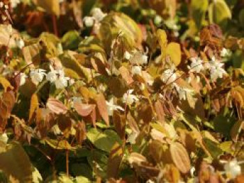 Zierliche Elfenblume &#8218;Niveum&#8216;, Epimedium x youngianum &#8218;Niveum&#8216;, Topfware