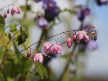 Zierliche Elfenblume &#8218;Roseum&#8216;, Epimedium x youngianum &#8218;Roseum&#8216;, Topfware