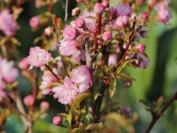 Ziermandel &#8218;Rosea Plena&#8216;, 30-40 cm, Prunus glandulosa &#8218;Rosea Plena&#8216;, Containerware