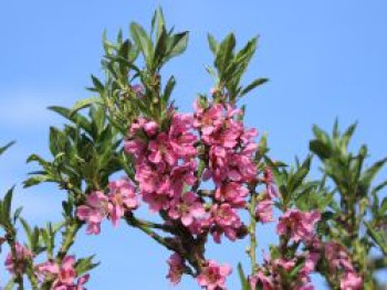 Zierpfirsich &#8218;Bonanza&#8216;, Stamm 20-30 cm, 50-60 cm, Prunus persica &#8218;Bonanza&#8216;, Stämmchen