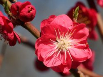 Zierpfirsich &#8218;Melred&#8216; CAC, 60-100 cm, Prunus persica &#8218;Melred&#8216;, Containerware