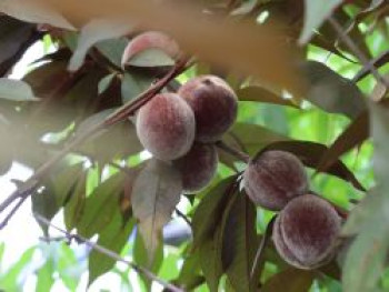 Zierpfirsich &#8218;Rubira&#8216;, 125-150 cm, Prunus persica &#8218;Rubira&#8216;, Containerware