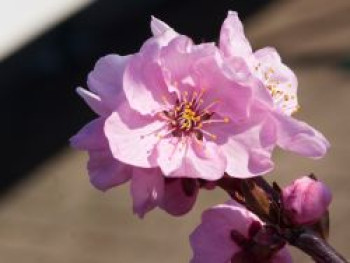 Zierpfirsich 'Spring Glow', 125-150 cm, Prunus persica 'Spring Glow', Containerware