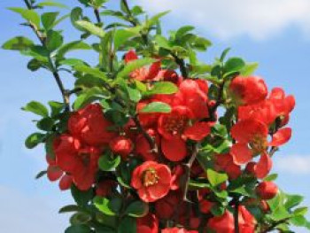 Zierquitte &#8218;Andenken an Carl Ramcke&#8216;, 40-60 cm, Chaenomeles &#8218;Andenken an Carl Ramcke&#8216;, Containerware