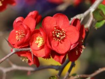 Zierquitte &#8218;Crimson and Gold&#8216;, 40-60 cm, Chaenomeles &#8218;Crimson and Gold&#8216;, Containerware