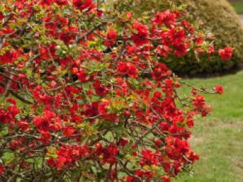 Zierquitte &#8218;Nicoline&#8216;, 40-60 cm, Chaenomeles &#8218;Nicoline&#8216;, Containerware