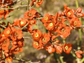 Zierquitte &#8218;Orange Trail&#8216;, 30-40 cm, Chaenomeles &#8218;Orange Trail&#8216;, Containerware