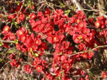 Zierquitte &#8218;Red Joy&#8216;, 40-60 cm, Chaenomeles &#8218;Red Joy&#8216;, Containerware