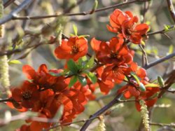 Zierquitte &#8218;Sargentii&#8216;, 40-60 cm, Chaenomeles &#8218;Sargentii&#8216;, Containerware