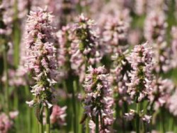 Ziest &#8218;Rosea&#8216;, Stachys monnieri &#8218;Rosea&#8216;, Topfware