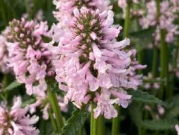 Ziest &#8218;Summer Sweets&#8216;, Stachys &#8218;Summer Sweets&#8216;, Topfware