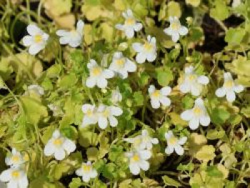 Zimbelkraut 'Albiflora', Cymbalaria pallida 'Albiflora', Topfware