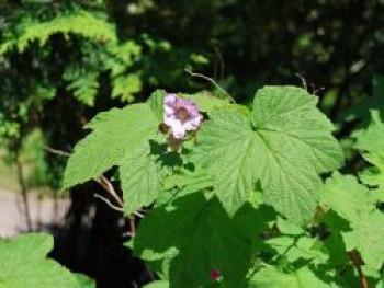 Zimt-Himbeere, 60-100 cm, Rubus odoratus, Containerware