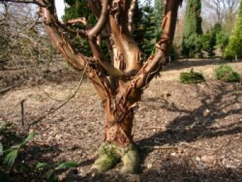 Zimtahorn, 100-125 cm, Acer griseum, Containerware