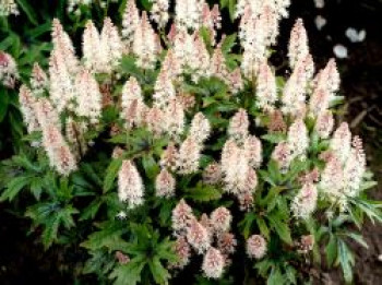 Zipfelblättrige Schaumblüte &#8218;Pink Skyrocket&#8216; ®, Tiarella laciniata &#8218;Pink Skyrocket&#8216; ®, Topfware