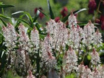 Zipfelblättrige Schaumblüte &#8218;Spring Symphony&#8216;, Tiarella laciniata &#8218;Spring Symphony&#8216;, Topfware