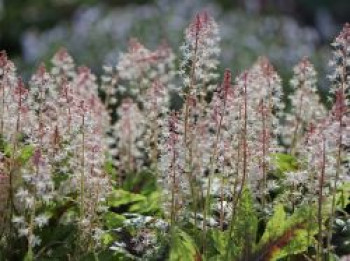 Zipfelblättrige Schaumblüte &#8218;Sugar and Spice&#8216;, Tiarella laciniata &#8218;Sugar and Spice&#8216;, Topfware